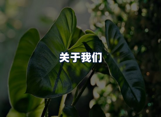 关于我们
